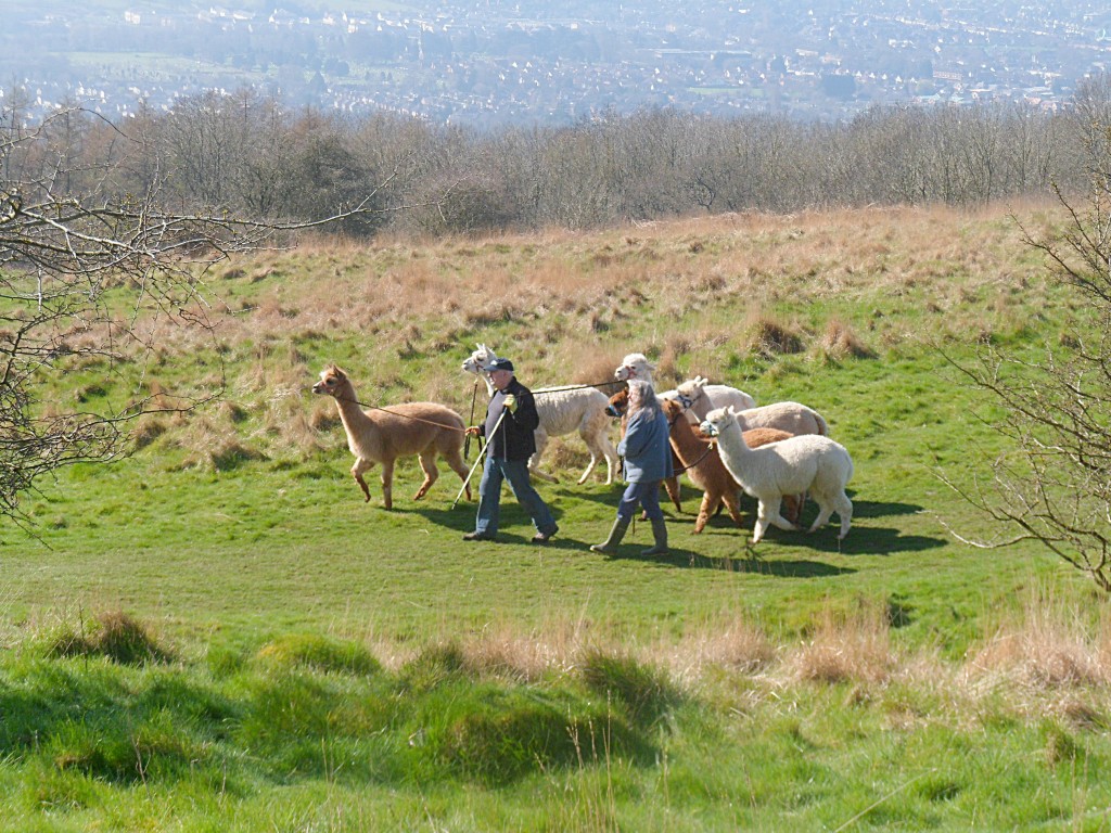 Alpacas on Cleeve Hill